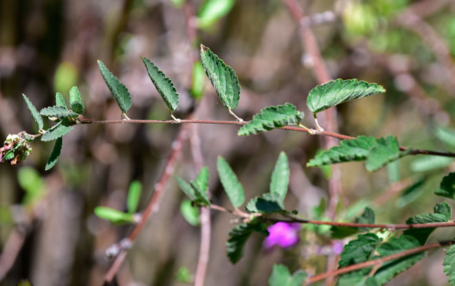 Melochia tomentosa, Teabush